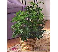 Aralia grande