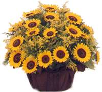 Arreglo floral premium de girasoles