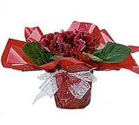 Gloxinia grande