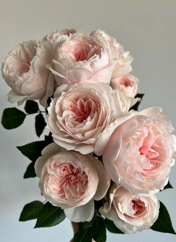 Foto de Ramo de Juliet Rose 