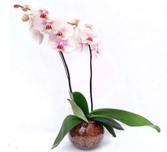 Foto de Orquidea Phaleanopsis 2 varas en maceta de vidrio 