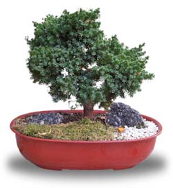 Foto de Bonsai 15 aos