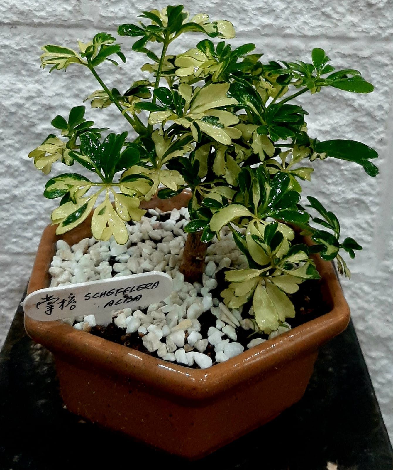 Foto de Bonsai 7 aos