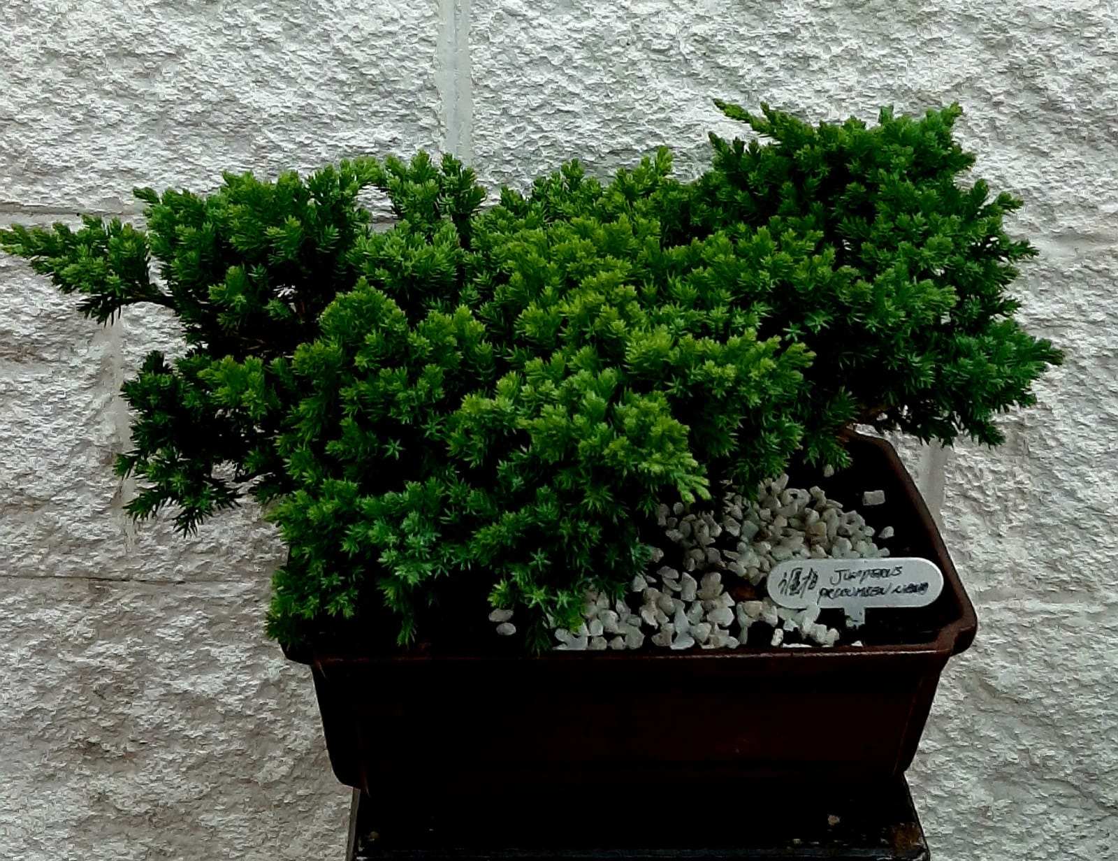 Foto de Bonsai 20 aos