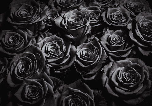 Foto de ROSAS NEGRAS