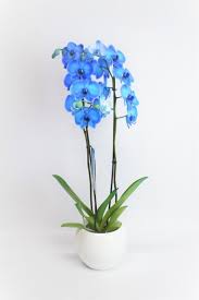 Foto de ORQUIDEA PHALEANOPSIS AZUL