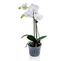 Foto de Planta de Orqudea Phalaenopsis