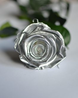 Foto de ROSAS SILVER IMPORTADAS