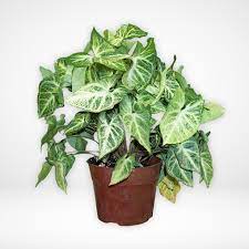 Foto de Planta Singonium